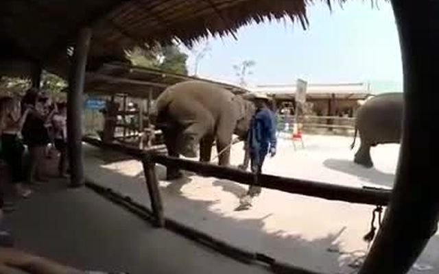 Научили слона танцевать 
