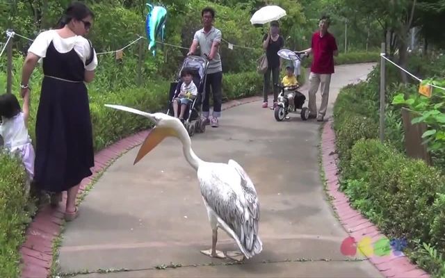 Обнаглевший пеликан обходит свои владения 
