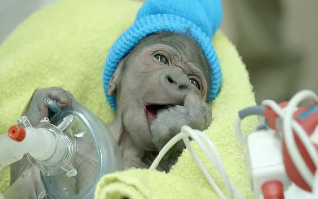 Детеныша гориллы спасли при помощи уникальной операции 