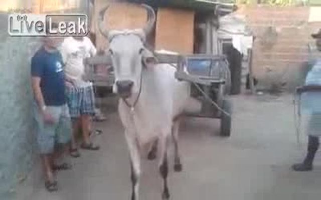 Самая работящая корова в мире 
