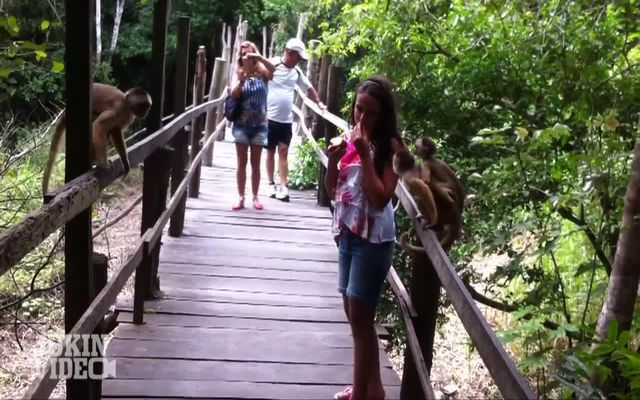 Хитрые обезьяны против наивных туристов 