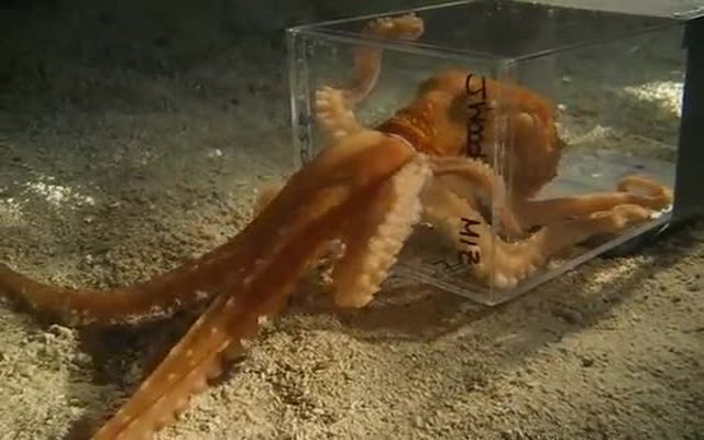 Осьминог удирает через дюймовое отверстие 