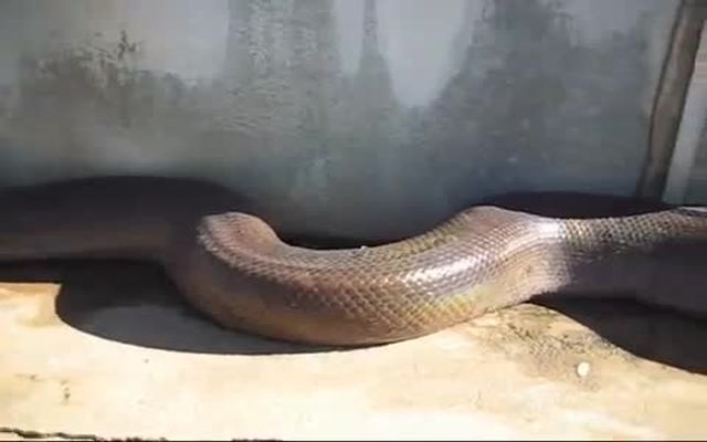 Нашел огромную змею у себя на участке 