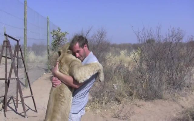 Любовь между человеком и львицей 