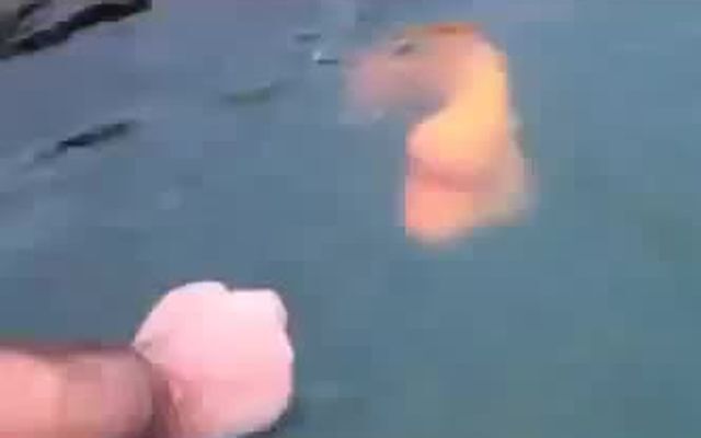 Ручная золотая рыбка 