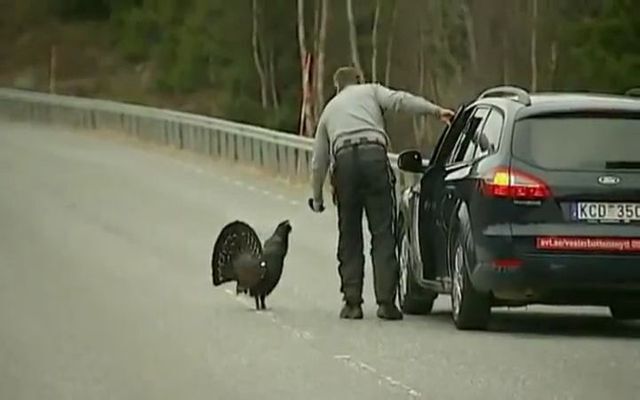 Нападение индюшки на репортера 
