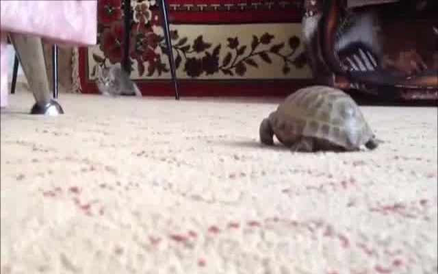 Черепаха против котенка 