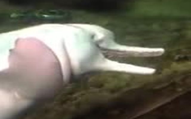 Самый извращенный дельфин в мире 