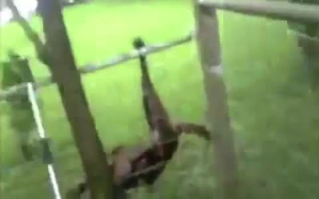 Приятный сюрприз от благодарной собаки 