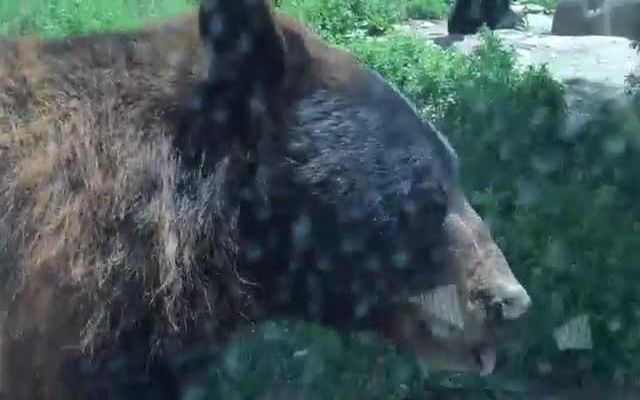 Медведь чуть не открыл дверь в авто 