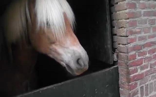 Лошадь издает странные звуки 