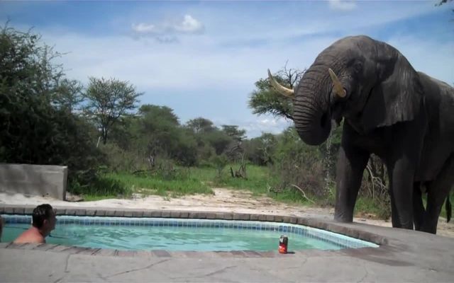 Слон заглянул в бассейн к своему соседу 