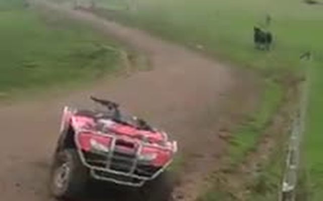 Бычок напал на квадроцикл 