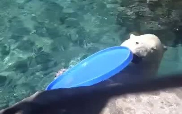Белый медведь выбрасывает мусор из вальера 