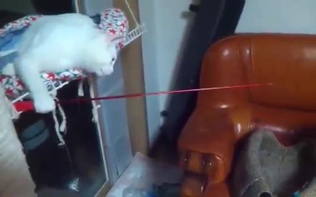 Кот играет с другим котом 