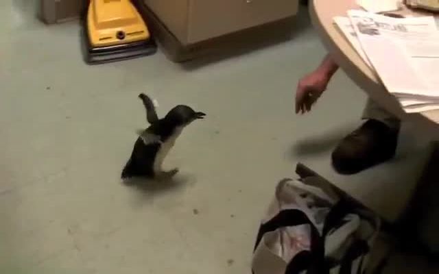 Забавный пингвинчик в зоопарке Цинциннати 