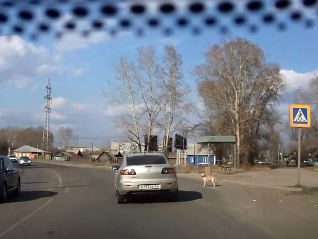 Собака-пешеход 