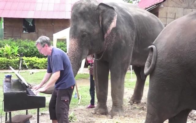 Музыкальные слоны 