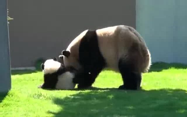 Забавная панда играет с детенышем 
