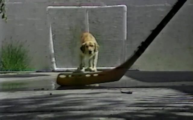 Собака-хоккеист на страже ворот 