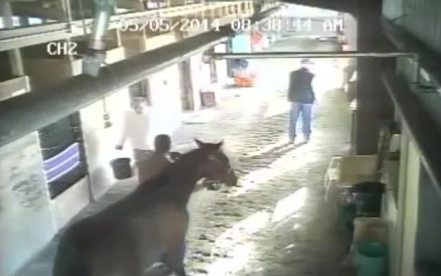 Неожиданное нападение лошади из засады 