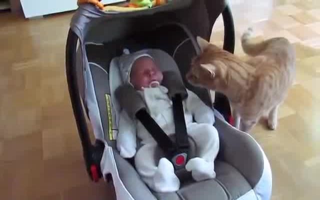 Кот впервые увидел ребенка 