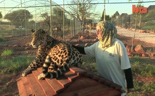 Дружба собаки и ягуара 