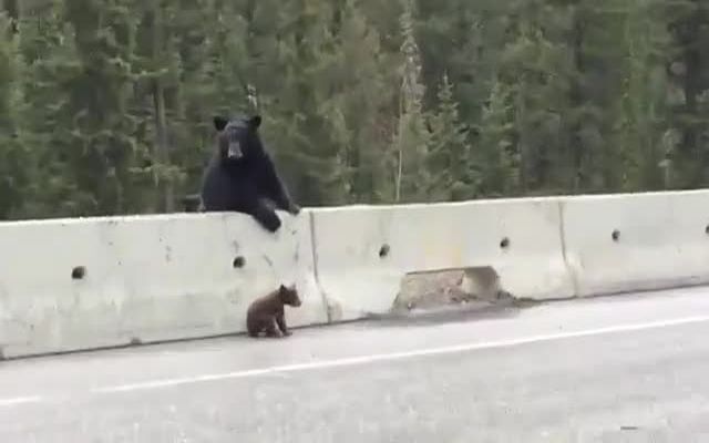 Мама медведь спасает детеныша 