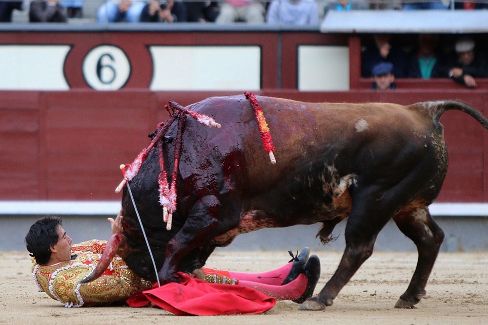 Испанские быки одержали историческую победу