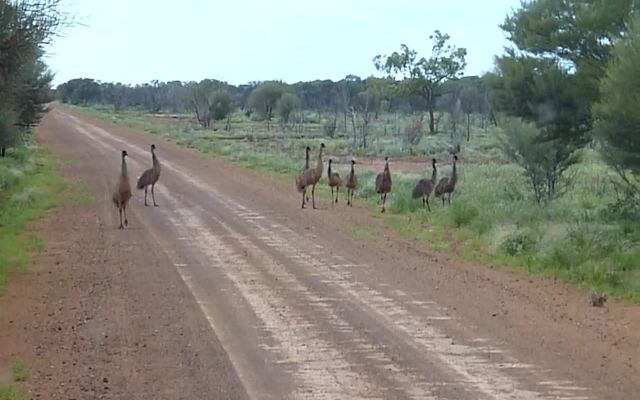 Как легко и просто приманить страусов 