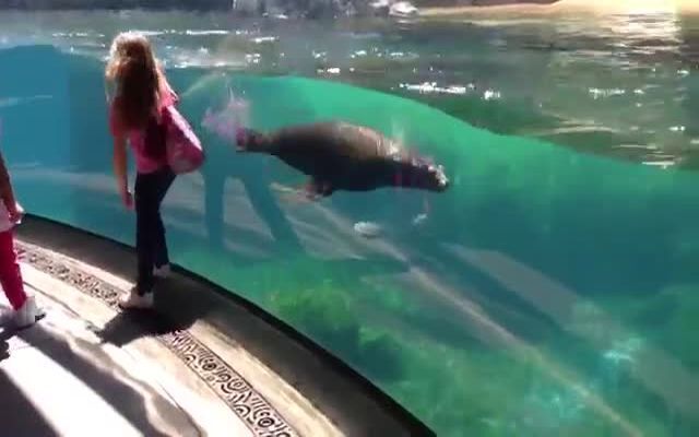 Морской лев играет с девочкой 