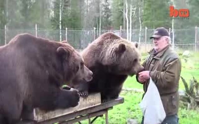 Мужик из Финляндии вырастил двух медведей 