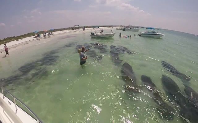 Ламантины приветствуют рыбаков 