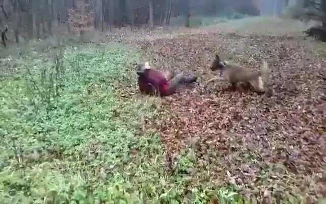 Жесткая собака-регбист 