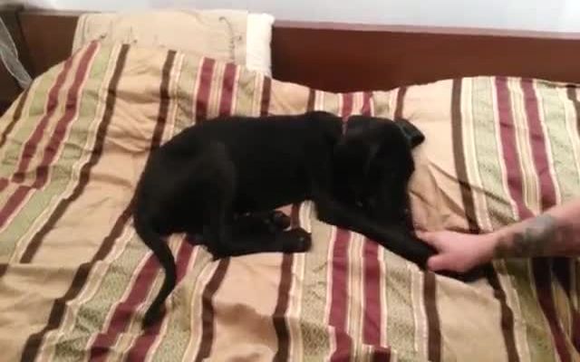 Пес спорит с хозяином за спальное место 