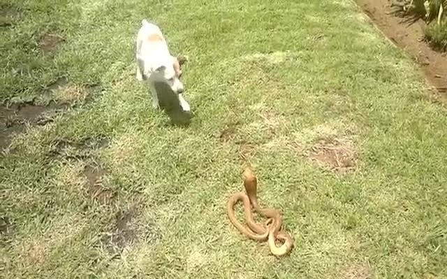 Смелый пес против змеи 