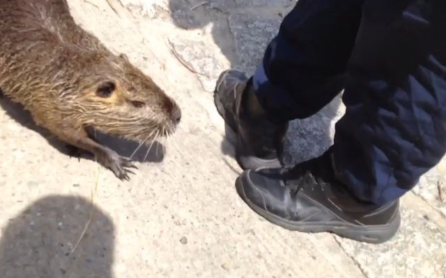  Пляжный гость 