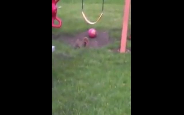 Белка играет с шаром 