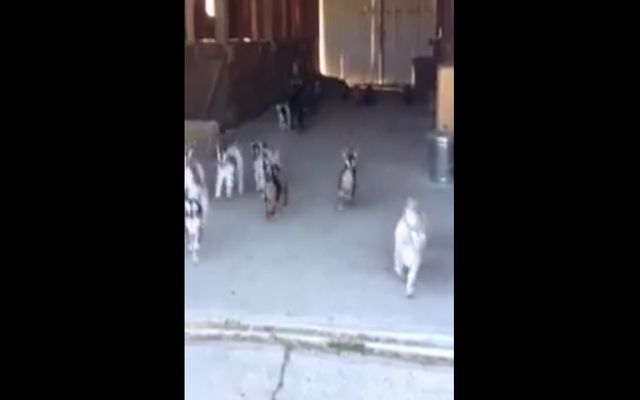 Нашествие козлят 