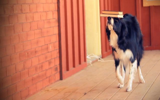 Пёс с прекрасным чувством баланса 