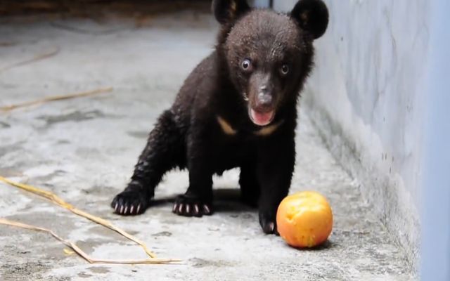 Спасенный медвеженок познает мир 