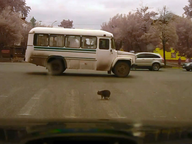 Напуганный котэ на дороге 