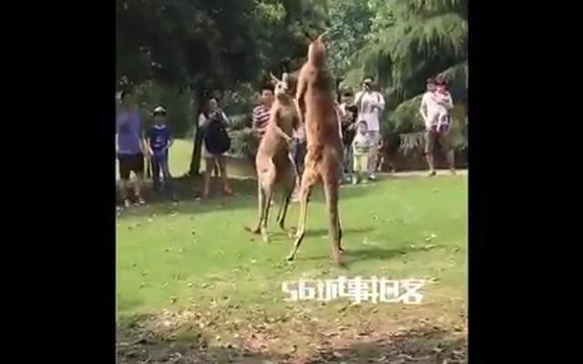 Мужчина пытается разнять двух кенгуру 