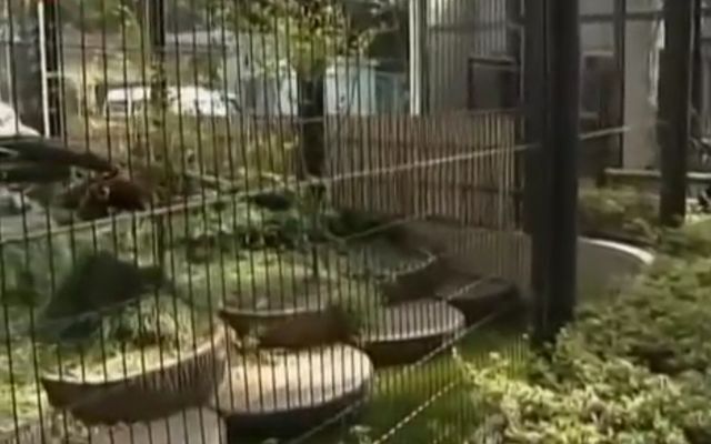 Бесстыдное поведение красных панд 