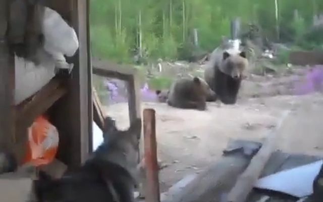 Не шути с медведицей 