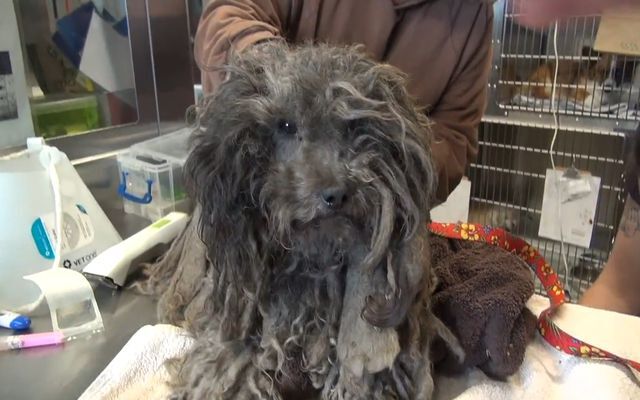 Брошенный пёс 