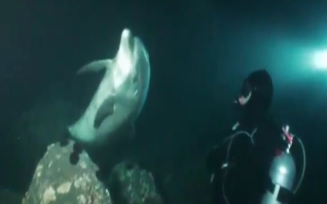 Дельфин просит помощи у человека 