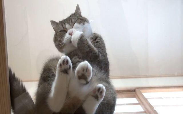 Кот Мару борется с подружкой за корм 