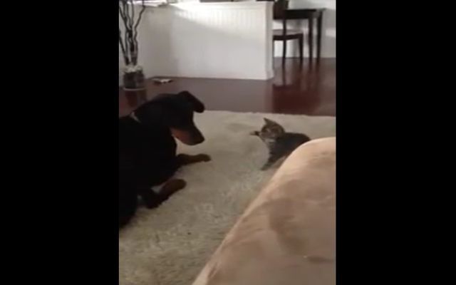 Котёнок нападает на добермана 