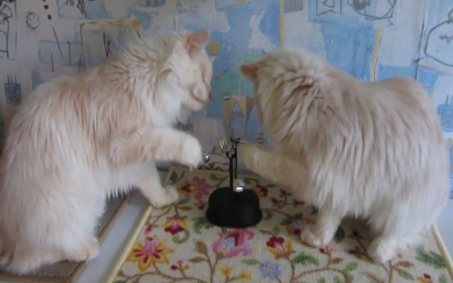 Не только людям нравятся маятники 